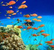 Sharm_1